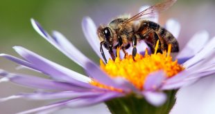 USDA Approves World’s First Vaccine for Honeybees